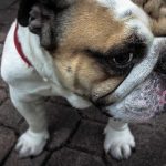 Slim Aspirador Veicular